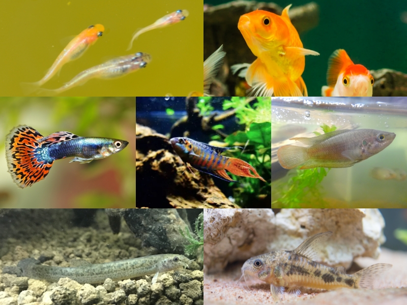 飼いやすい魚10選！アクアリウム初心者におすすめの種類と飼育方法を大公開 | 【Salt＆Fresh】魚の総合サイト‐ソルフレ‐
