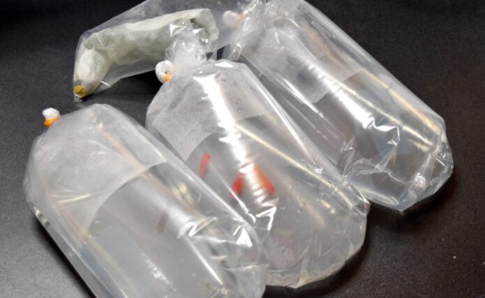 熱帯魚・メダカ・金魚・飼育用品を通販で買うときの注意点 | 失敗せず安く購入する方法