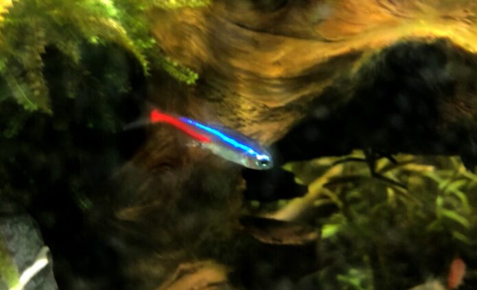 ネオンテトラの飼い方とベストな製品選び！水槽サイズ・餌・混泳相手の選び方