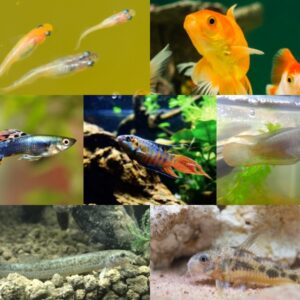 飼いやすい魚10選!アクアリウム初心者におすすめの種類と飼育方法を大公開