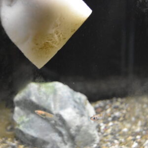 メダカ水槽に生えたコケを簡単に取る！面倒なコケが発生する原因とコケ掃除を解説