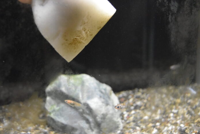 メダカ水槽に生えたコケを簡単に取る！面倒なコケが発生する原因とコケ掃除を解説