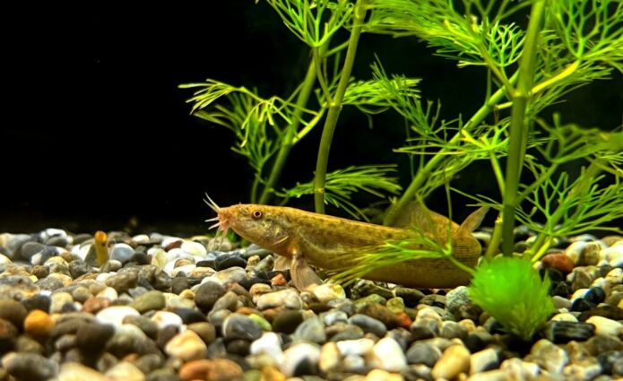 ドジョウの飼い方のすべて | 失敗しない餌・水槽・混泳相手の選び方