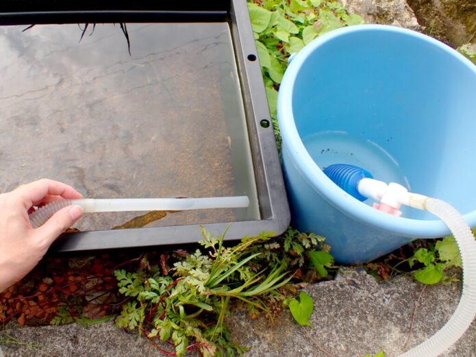 金魚水槽のコケを簡単に掃除する方法 |コケを生やさないコツは栄養と光