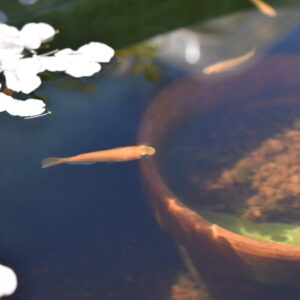 春のメダカ飼育に必要なコツ5選！冬眠明けは水温・水換え・餌やりに注意