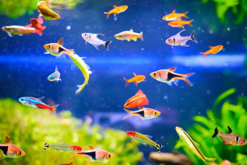 熱帯魚と一緒に飼える生き物10選 混泳できる日本淡水魚 エビ 貝の種類 Salt Fresh 魚の総合サイト ソルフレ
