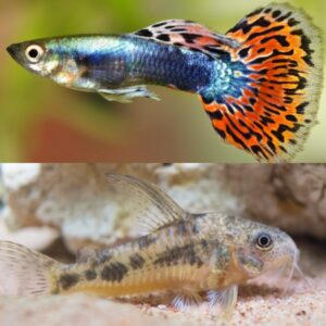 飼いやすい熱帯魚10選!初心者が安心して飼育できるおすすめの種類と選び方