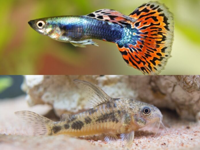 飼いやすい熱帯魚10選!初心者が安心して飼育できるおすすめの種類と選び方