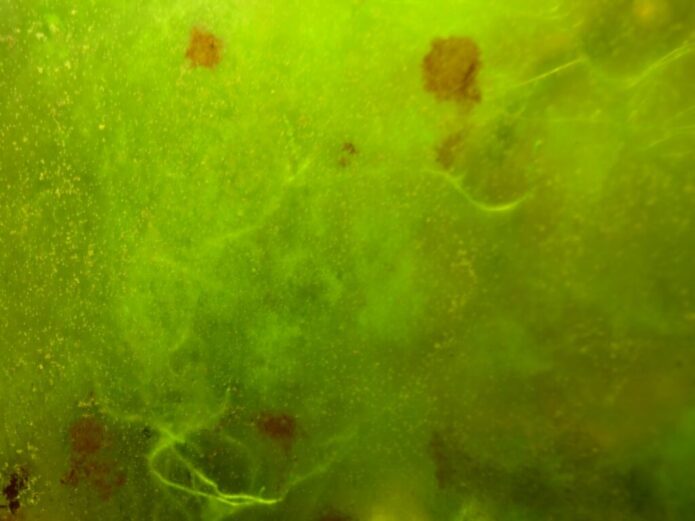 メダカ水槽に生えたコケを簡単に取る 面倒なコケが発生する原因とコケ掃除を解説 Salt Fresh 魚の総合サイト ソルフレ