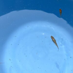 メダカの塩水浴の方法と塩水の作り方 | 回復までの期間と元の水槽への戻し方とは