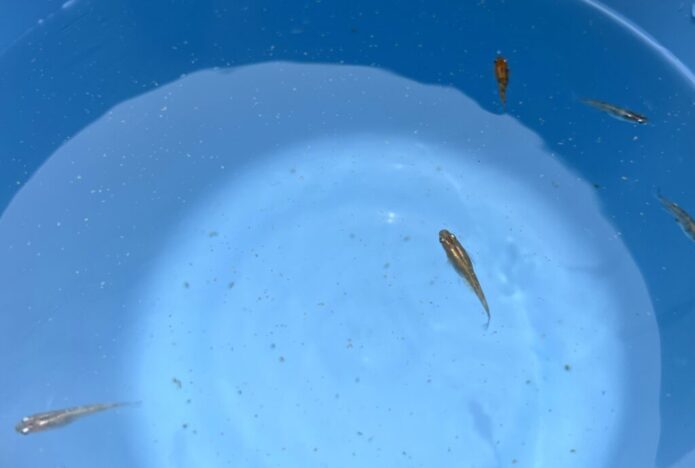 メダカの塩水浴の方法と塩水の作り方 | 回復までの期間と元の水槽への戻し方とは