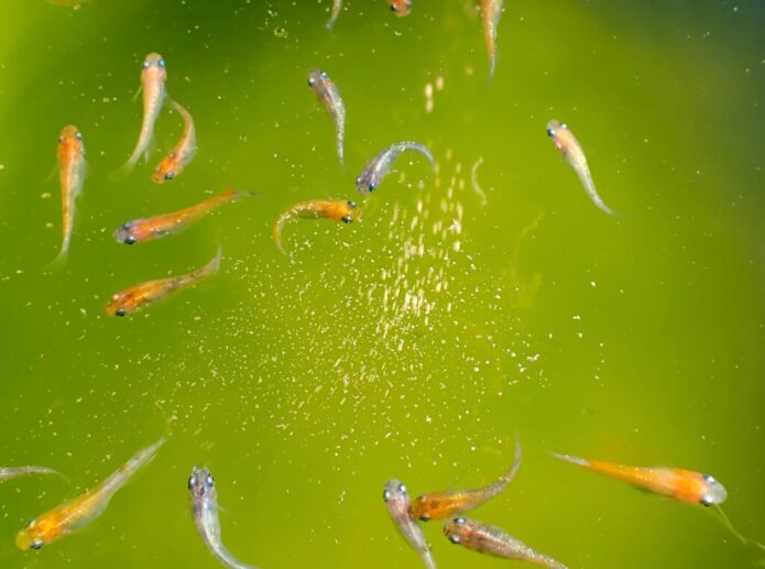 熱帯魚・メダカ水槽に必要なバクテリアとは！硝化サイクルで水がろ過される仕組み
