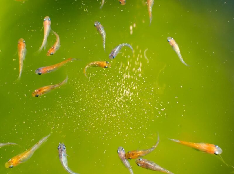 メダカの水が緑色になる グリーンウォーターの原因と透明にする方法 Salt Fresh 魚の総合サイト ソルフレ