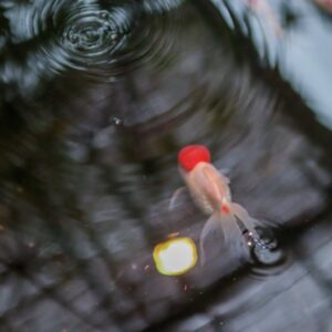 金魚の餌やりは1日何回がベスト 餌の頻度 量と与える時間帯について 季節で変わる Salt Fresh 魚の総合サイト ソルフレ