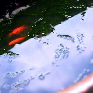 冬の金魚飼育と冬越し方法!冬眠中に世話をすると逆効果って本当?