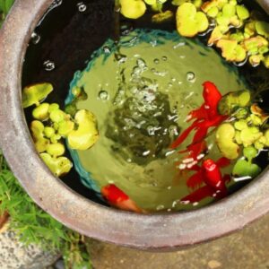 Salt Fresh 魚の総合サイト ソルフレ