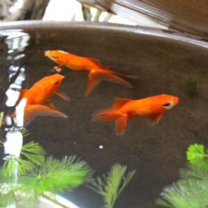 飼い始める前に見ておきたい金魚の屋外飼育に必要なものと選び方
