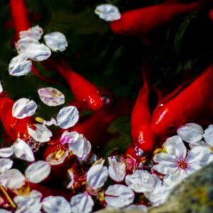 春の金魚飼育を3・4・5月に分けて解説!餌やりと水換えは完全に冬眠明けしてから