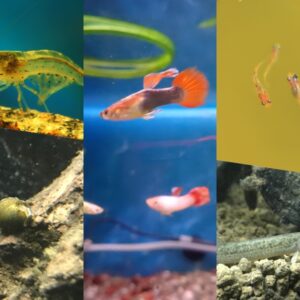 熱帯魚と一緒に飼える生き物8選！混泳できる日本淡水魚・エビ・貝の種類
