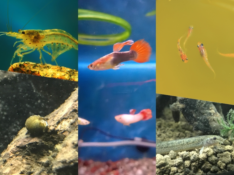 熱帯魚と一緒に飼える生き物10選！混泳できる日本淡水魚・エビ・貝の種類