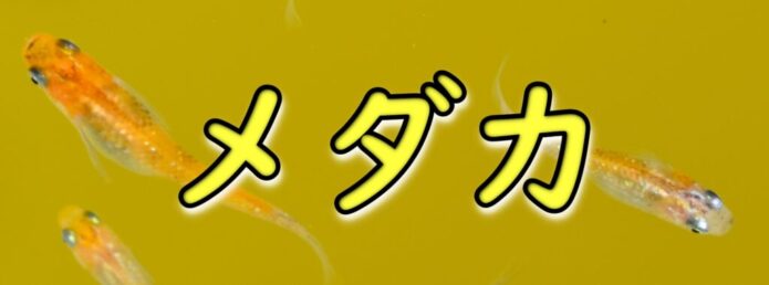 メダカ飼育におすすめの底砂と選び方 室内 屋外向きの種類や砂利とソイルの使い分け Salt Fresh 魚の総合サイト ソルフレ