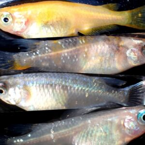 水槽用ヒーターなしで飼える熱帯魚 魚9選 冬でも無加温飼育できる種類を紹介 Salt Fresh 魚の総合サイト ソルフレ