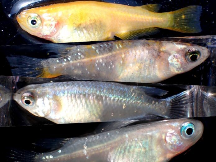 メダカの飼い方を完全解説 卵 稚魚 成魚の飼育環境から繁殖方法まで大公開します Salt Fresh 魚の総合サイト ソルフレ