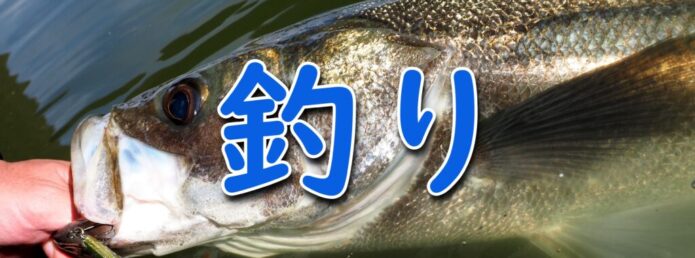 メナダとボラの見分け方や生態をご紹介 違いが分かれば簡単に区別がつきますよ Salt Fresh 魚の総合サイト ソルフレ