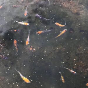 メダカの色が濃く・キレイになる6つの色揚げ方法!飼育容器・餌・環境が体色を決める