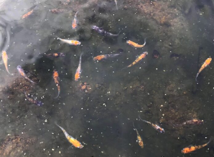 メダカの色が濃く・キレイになる6つの色揚げ方法！飼育容器・餌・環境が体色を決める