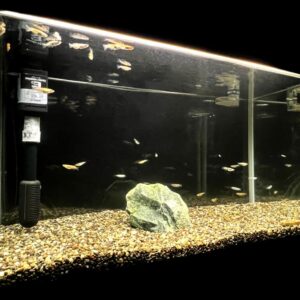 【選び方】メダカにおすすめの水槽&水槽セット12選! 30・45・60cmごとに解説