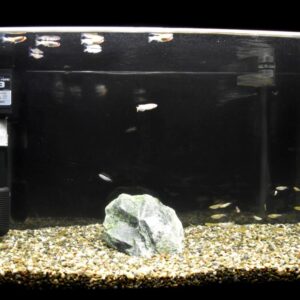 【厳選】メダカ水槽におすすめの照明3選！選び方と照明の必要性