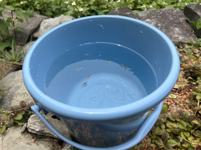 メダカをバケツで飼う方法とメリット・デメリット!ベランダ飼育にもおすすめ