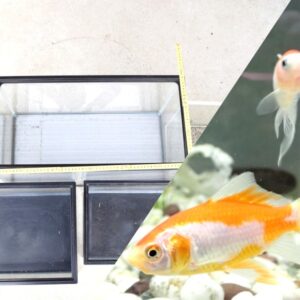 金魚におすすめの水槽＆水槽セット6選！選び方と飼育できる金魚の数