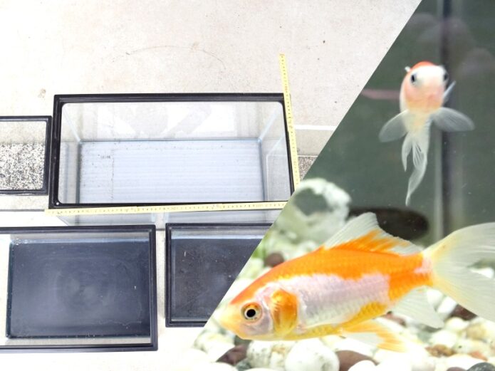 EHEPIMの60センチ水槽熱帯魚金魚