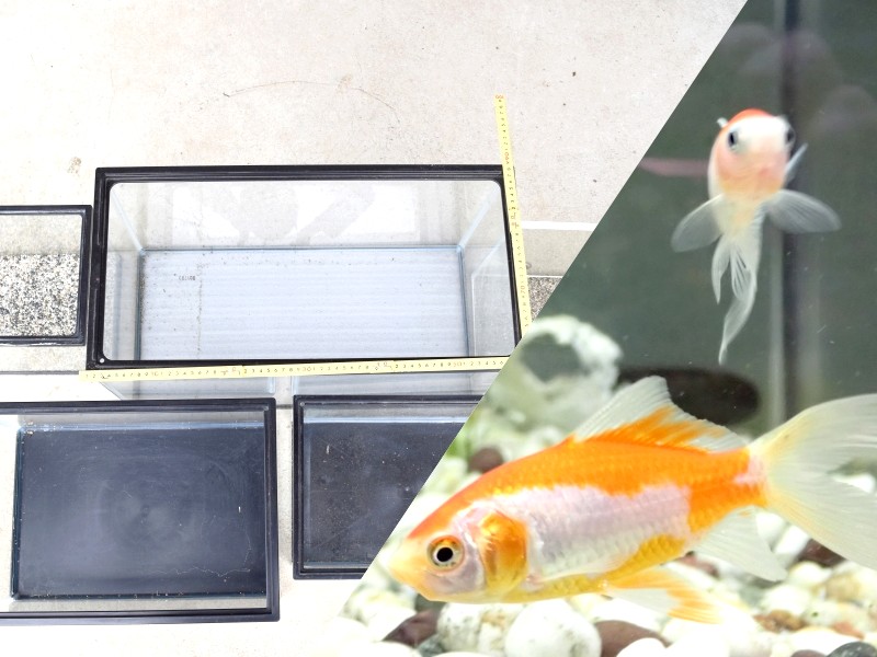 金魚におすすめの水槽＆水槽セット6選！選び方と飼育できる金魚の数