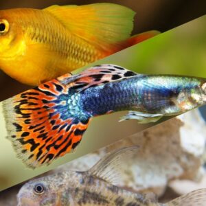 金魚が動かない10の原因 底や水面でじっとして元気がないときの対策 Salt Fresh 魚の総合サイト ソルフレ