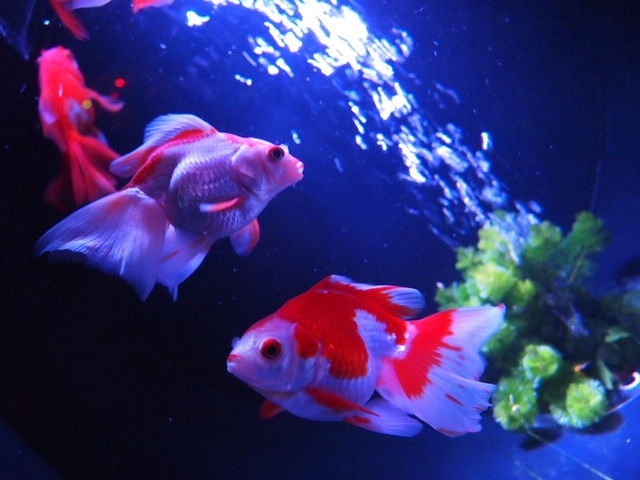 【厳選】金魚水槽におすすめの照明3選！金魚に照明が必要な理由と選び方