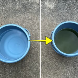 メダカの栄養水!グリーンウォーター(青水)を簡単・早く作る方法【写真付き】