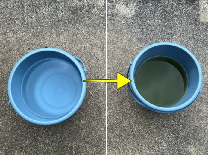 メダカの栄養水!グリーンウォーター(青水)を簡単・早く作る方法【写真付き】