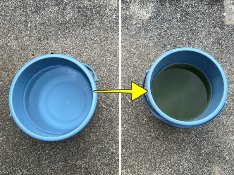 メダカの栄養水！グリーンウォーター（青水）を簡単・早く作る方法【実例あり】