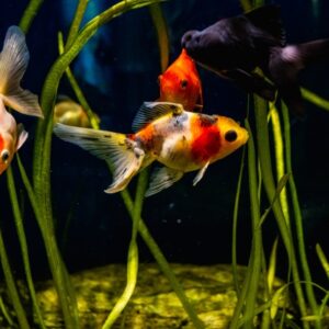【5分でわかる】金魚の飼い方 | 飼育用品の選び方と餌やり・水換えのすべて