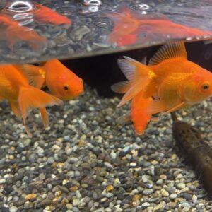 【選び方】金魚におすすめのヒーター6選!30・45・60cm水槽ごとに解説