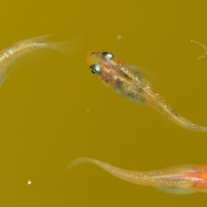 メダカの寿命は2~3年 | 寿命が近いサインと長生きさせるコツ