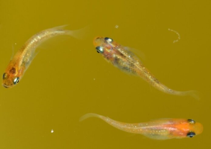 メダカの寿命は2～3年 | 寿命が近いサインと長生きさせるコツ