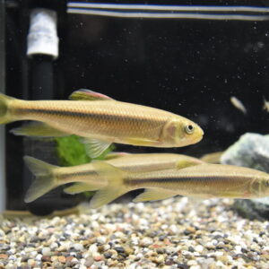 カワムツ飼育の完全ガイド!失敗しない水槽・餌選びのコツと長生きさせるポイント