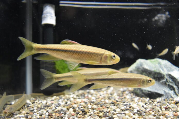 カワムツ飼育の完全ガイド!失敗しない水槽・餌選びのコツと長生きさせるポイント