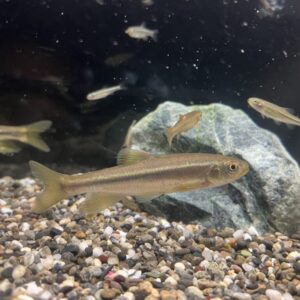 川魚の飼育に必要なものと飼育用品の選び方!捕まえた魚を飼うための必需品