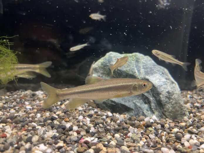 川魚の飼育に必要なものと飼育用品の選び方!捕まえた魚を飼うための必需品