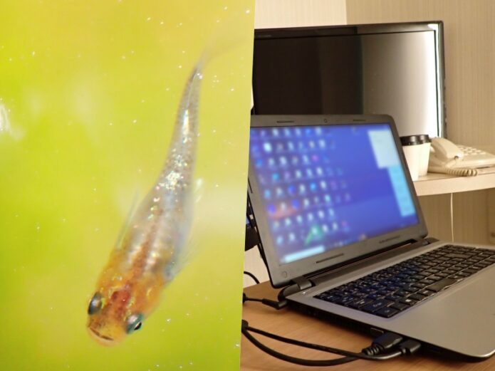 【初心者でも簡単】メダカブログの始め方とメリット・デメリット